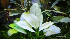 Anubias 'Snow White'