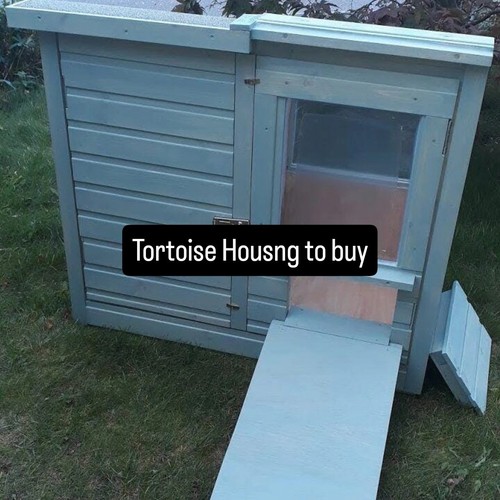 Cosy tortoises new - cosy,