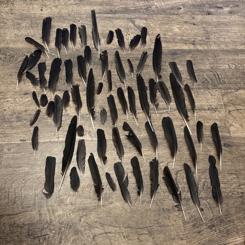 Black free fallen foraged - free,