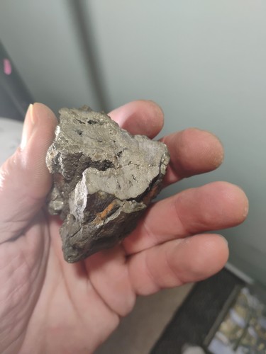 Rare pyritized petrified wood - pyritized,