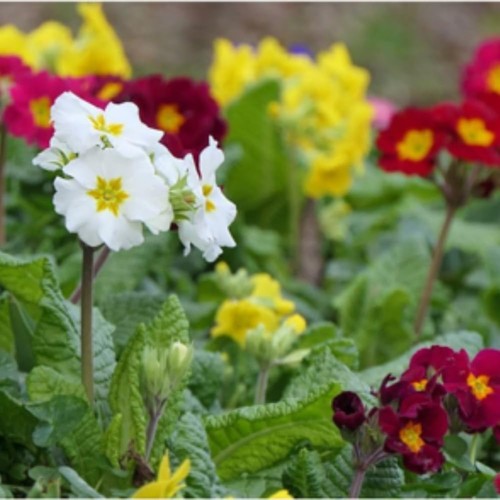 Polyanthus pacific giants - polyanthus,