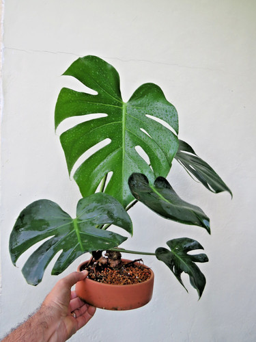Monstera compacta mini live - monstera, mini,