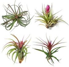 Air plants x 2 - named