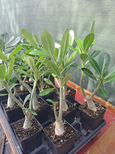 Adenium obesum desert - 2,