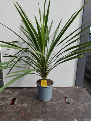 Cordyline verde 5l - 4.5l, pot