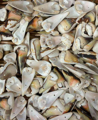 Seashells drilled gorgeous - seashells,,