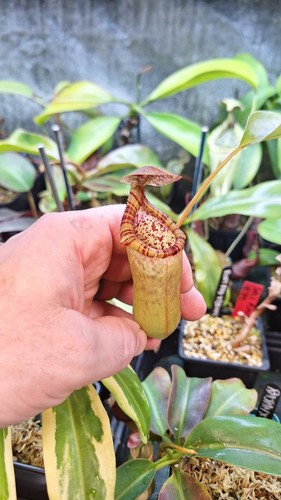 Nepenthes ventricosa red - nepenthes, x