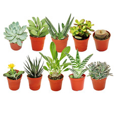 10 X MIXED SUCCULENT CACTUS