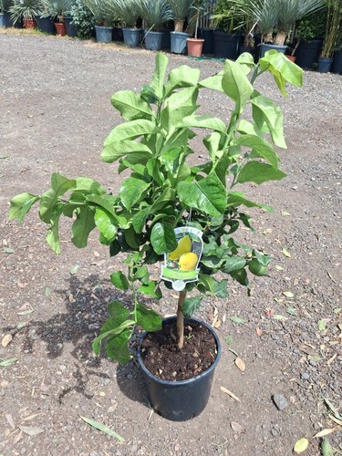 Citrus lemon tree 15l 80cm - citrus,