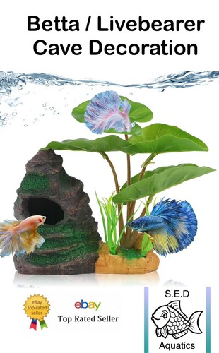 Aquarium decoration betta - betta, fish
