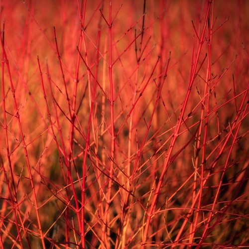 Cornus sanguinea annys winter - 'annys,