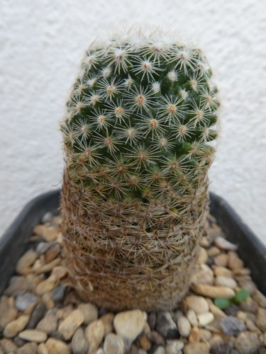 Mammillaria matudae shown - mammillaria, matudae,
