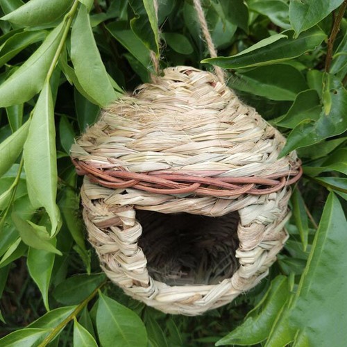 Grass bird nest breeding - grass,