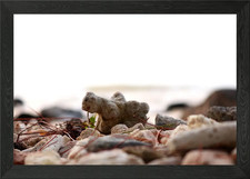 Sandy Corals Framed Wall Art