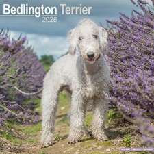 Bedlington Terrier 2026 Calendar | Dog Breed Gift Wall 15% OFF MULTI ORDERS