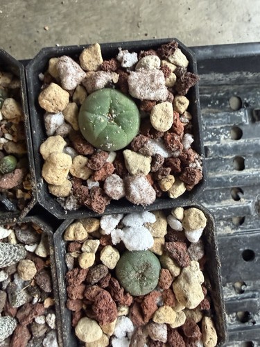 Ariocarpus astrophytum - ariocarpus,
