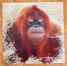 'Orangutan’ 3D Holographic