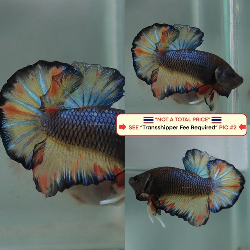 Live betta fish - (thailand), --