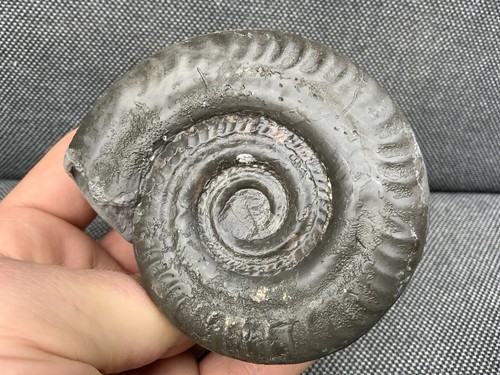 Whitby hildoceras fossil - whitby,