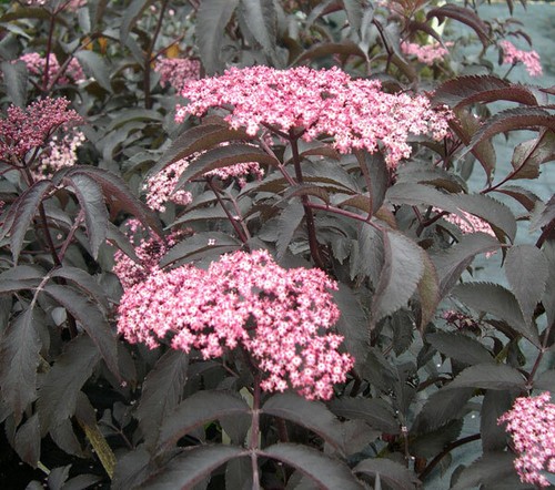 Sambucus blue sheen - blue, in