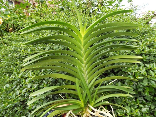 Rare vanda sanderiana - rare, x