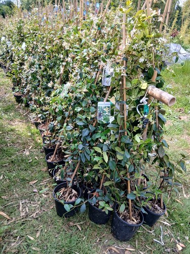 Scented star jasmine plant - scented,