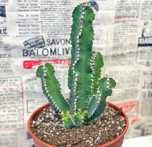 25cm euphorbia polyacantha - 25cm,