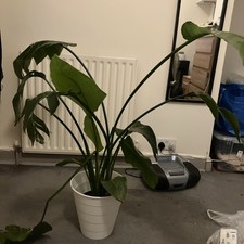 Bird Of Paradise Plant About