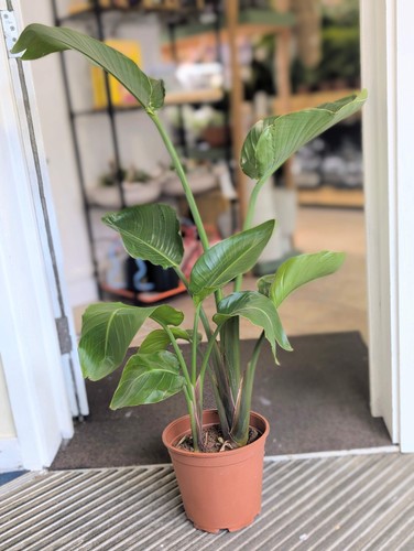 Strelitzia nicolai white bird - (white,