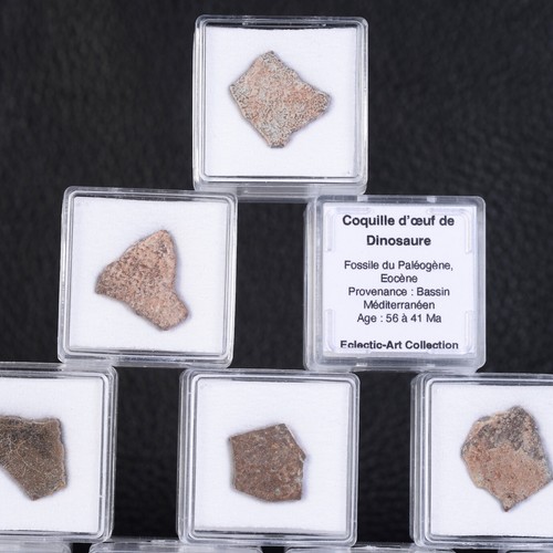Dinosaur egg shell fossil - egg,
