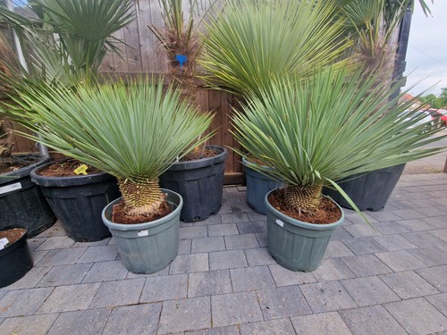 Yucca rostrata 100 - yucca, 100-110cm