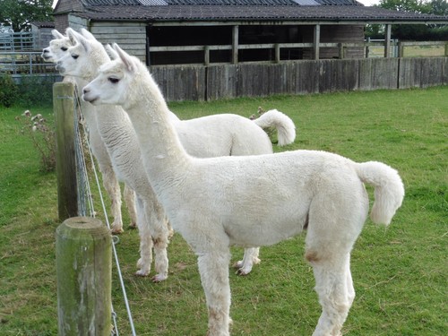 Alpaca fleece 100 - alpaca, 100%