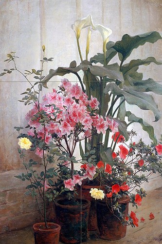 Greenhouse lambdin flower - g.,
