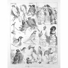 CRYSTAL PALACE The Canary and Cage Bird Show - Antique Print 1883