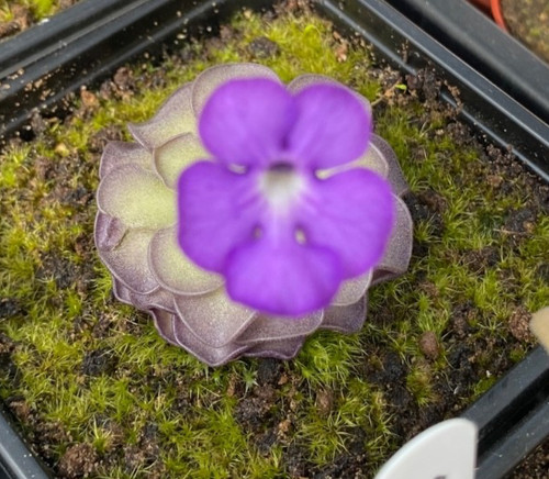 Pinguicula cyclosecta - ,