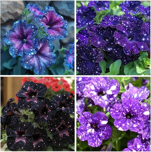 500 starry sky petunia seeds - starry,