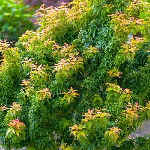 Acer palmatum koto - palmatum,