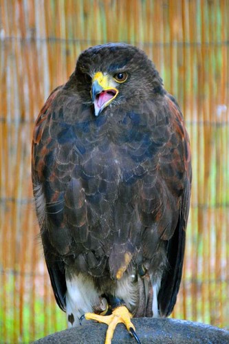 Harris hawk parabuteo - hawk,