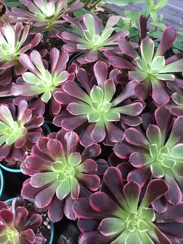 Aeonium canary cutting - canary,