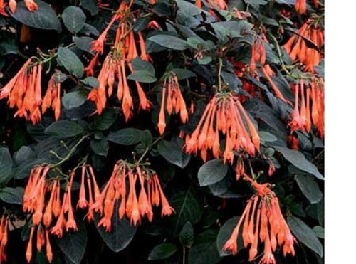 Fuchsia thalia plug - ,