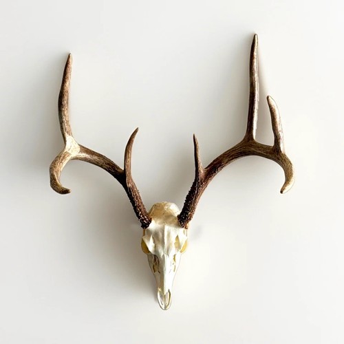 Deer skull with antlers - deer, 7