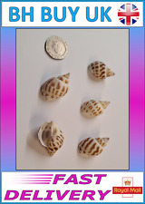 5 x AQUARIUM SNAIL SHELLS DECORATION CRAFTS HERMIT CRAB MARINE FISH TANK (P04)