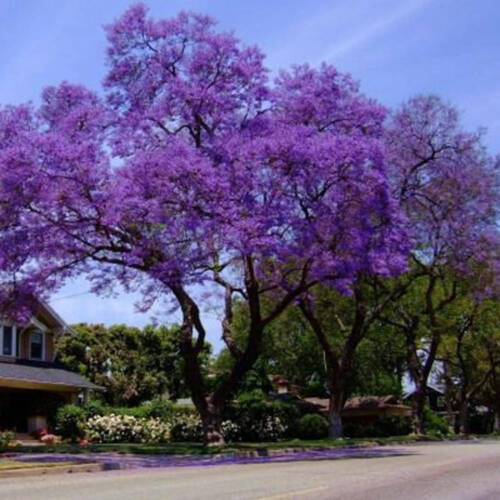 Paulownia tomentosa seeds - paulownia,