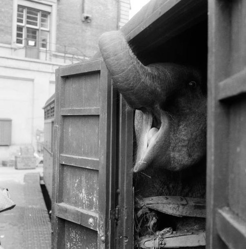 Billy smarts circus animals - billy,