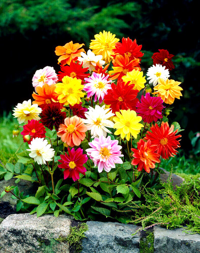 Dahlia dwarf patio mix - dahlia,