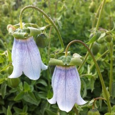 Codonopsis clematidea