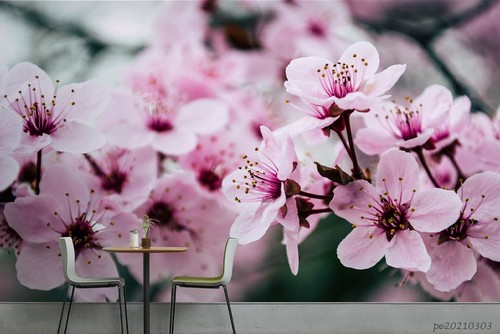 Cherry blossoms - 3d,