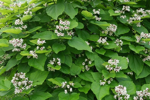Catalpa bignonioides 20 x - 20,