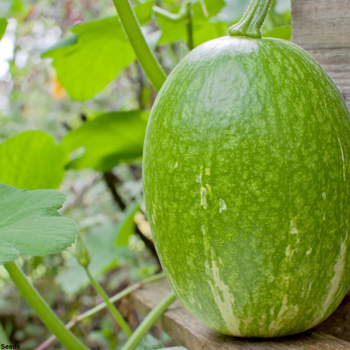 Shark fin melon chinese kumra - melon,