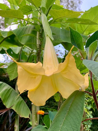 Brugmansia angels trumpet - brugmansia, trumpet'